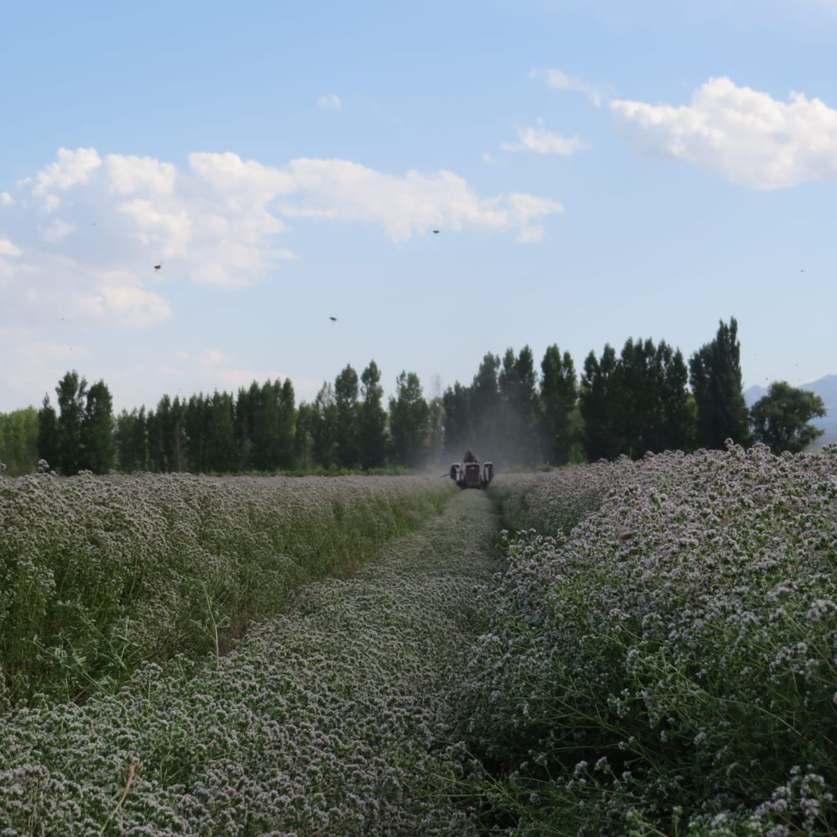 Cultivo de oregano San Carlos
