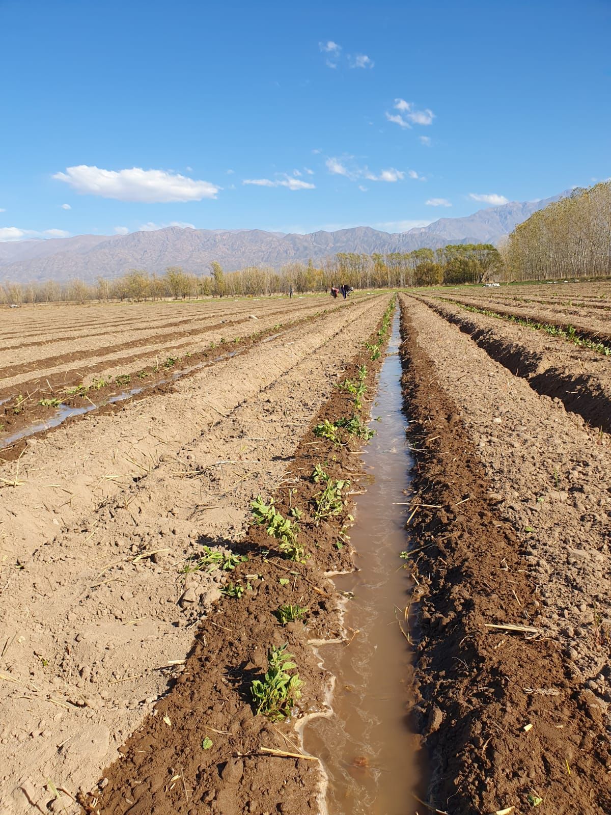 Cultivo de oregano San Carlos