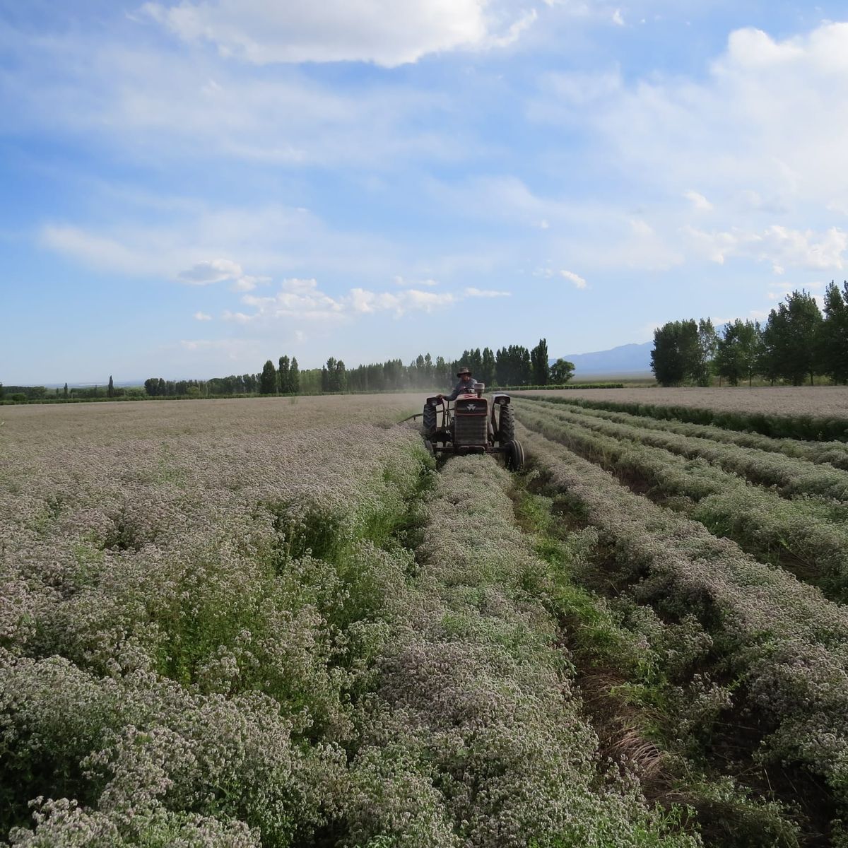 Cultivo de oregano San Carlos