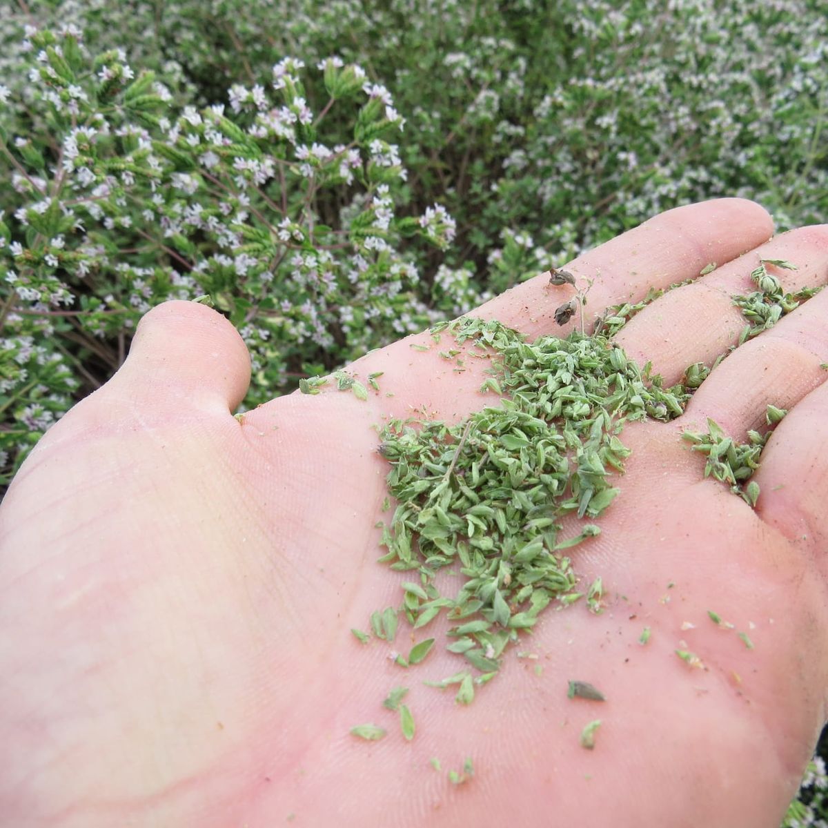 Cultivo de oregano San Carlos