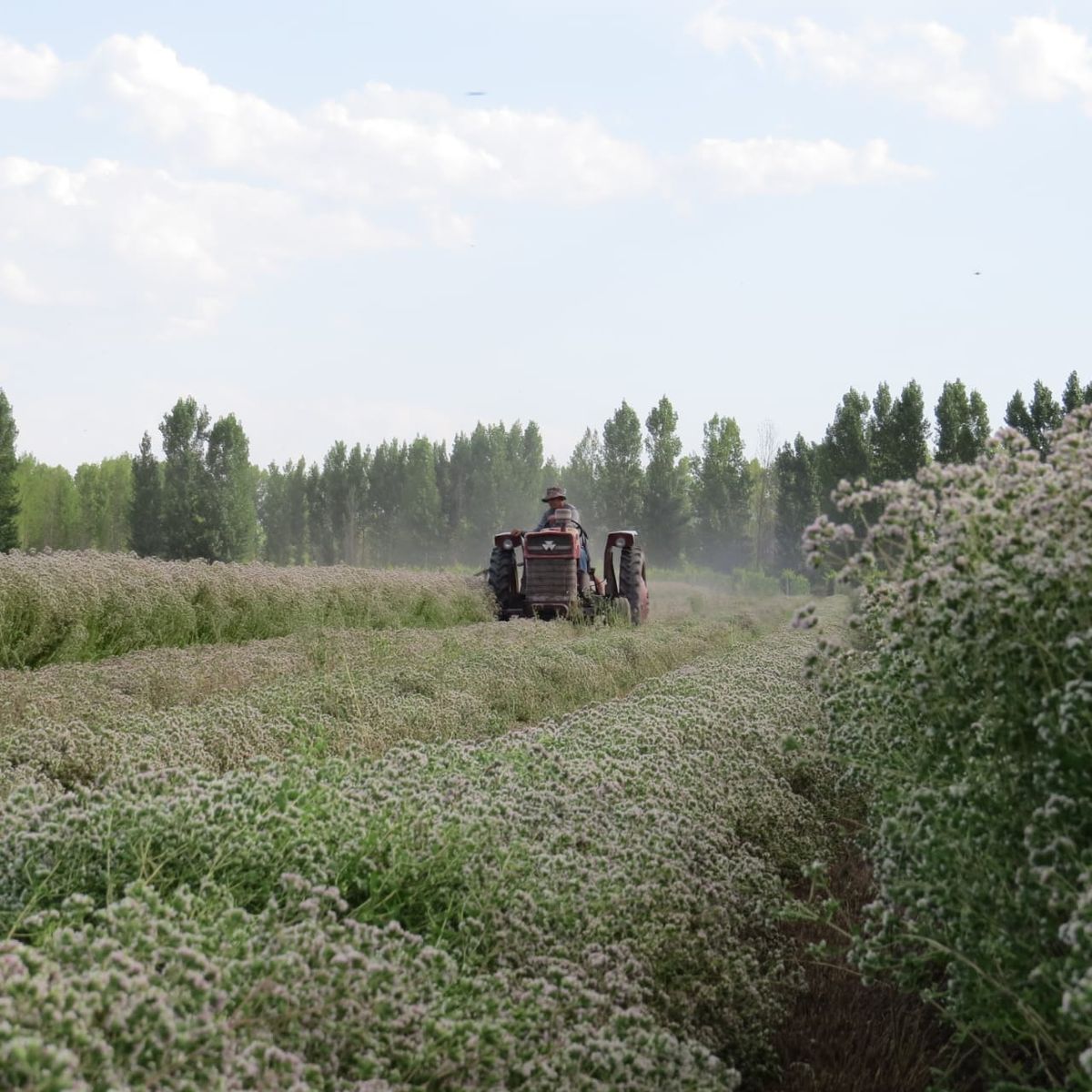 Cultivo de oregano San Carlos