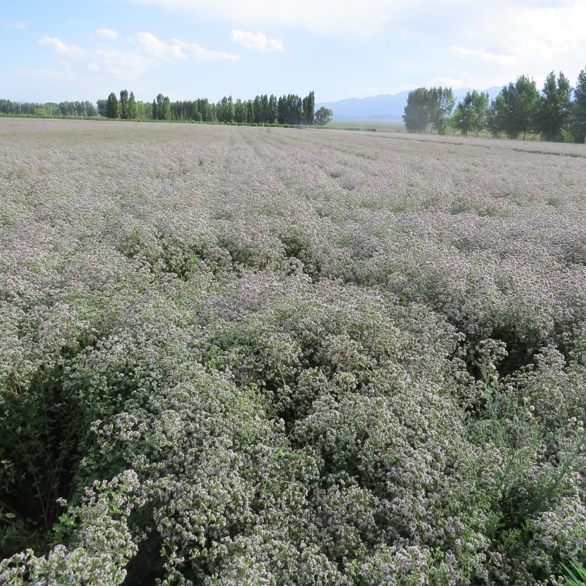 Cultivo de oregano San Carlos